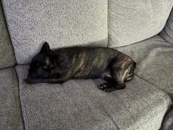 Lost Female Dog last seen Laurel Oak Rd and Topaz by Sunset Ridge Park in VV, Victorville, CA 92392