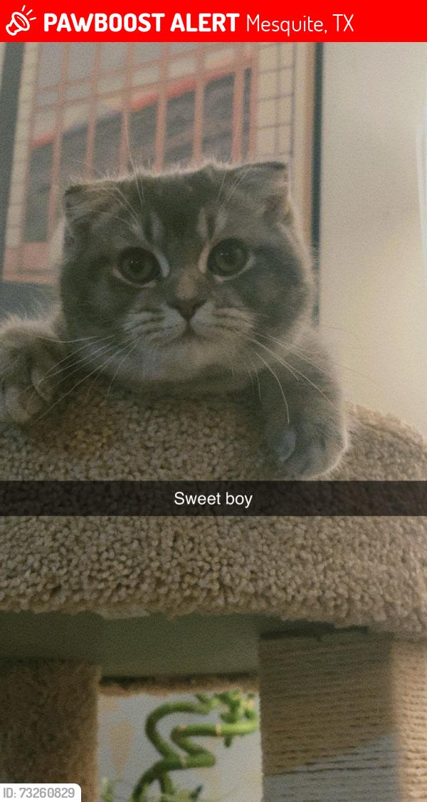 Lost Male Cat last seen Near paintbrush st mesquite tx, Mesquite, TX 75149