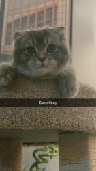 Lost Male Cat last seen Near paintbrush st mesquite tx, Mesquite, TX 75149