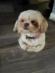 Reunited Female Dog last seen Near winderemere dr, Arlington, TX 76014