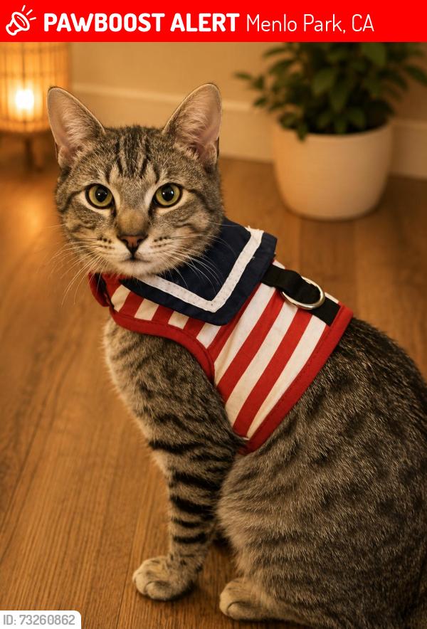 Lost Male Cat last seen Near Claremont Place, Menlo Park, Menlo Park, CA 94025