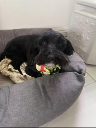 Lost Male Dog last seen Adoree and Glenshire, Downey, CA 90242