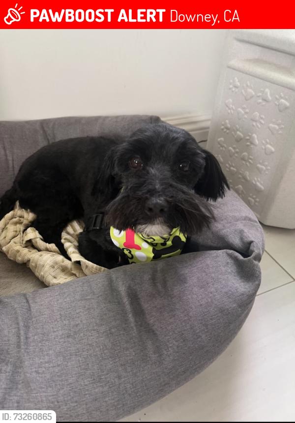 Lost Male Dog last seen Adoree and Glenshire, Downey, CA 90242