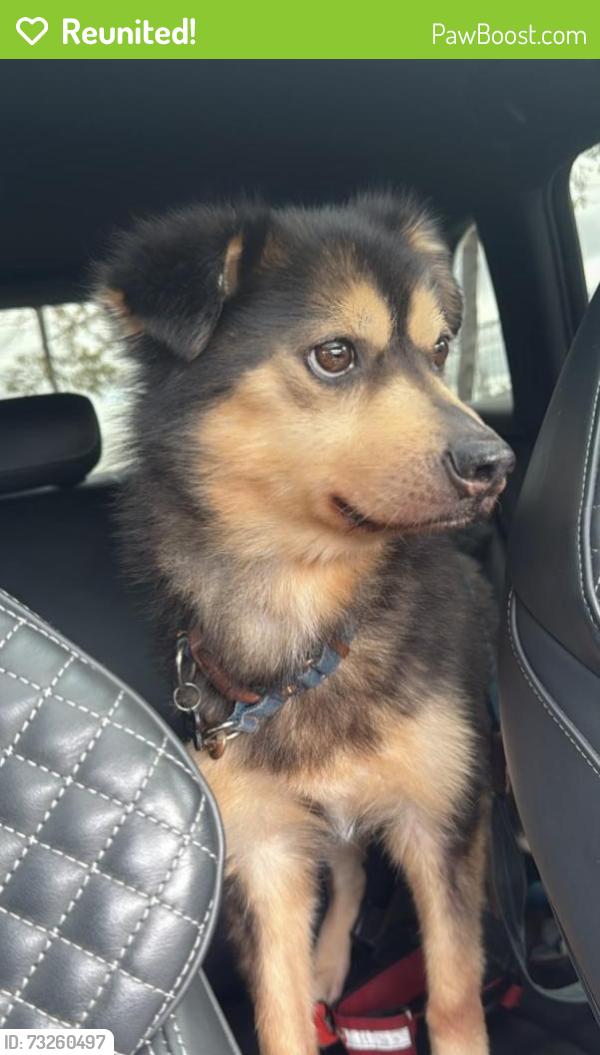 Reunited Male Dog last seen Glenroy, Glenroy, VIC 3046