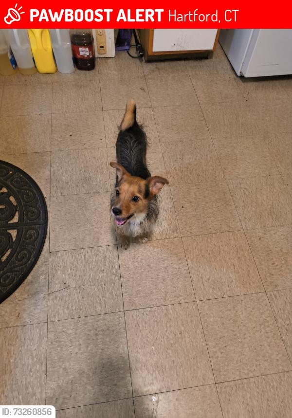 Lost Male Dog last seen Main St and Nelson., Hartford, CT 06120