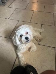 Reunited Female Dog last seen Near winderemere dr, Arlington, TX 76014