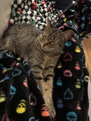 Reunited Female Cat last seen High Ridge Subdivision - Soddy Daisy/Lakesite, Soddy-Daisy, TN 37379
