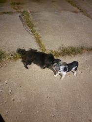 Found/Stray Male Dog last seen NW 82nd Terr and Everton, Weatherby Lake, MO 64152