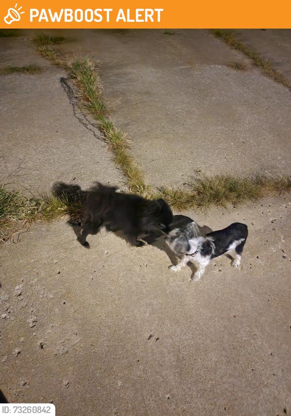 Found/Stray Male Dog last seen NW 82nd Terr and Everton, Weatherby Lake, MO 64152
