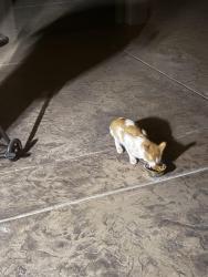 Found/Stray Unknown Cat last seen Quail Canyon Road and Espizona, El Cajon, CA 92021
