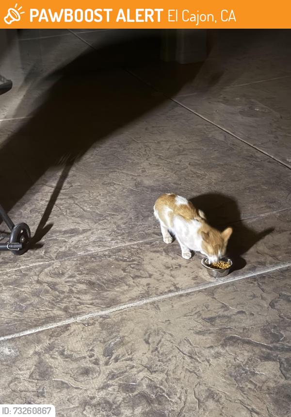 Found/Stray Unknown Cat last seen Quail Canyon Road and Espizona, El Cajon, CA 92021