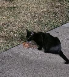 Found/Stray Unknown Cat last seen Lucas Dr and Brown St, Dallas, TX 75219