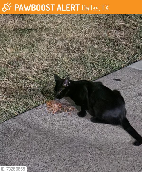 Found/Stray Unknown Cat last seen Lucas Dr and Brown St, Dallas, TX 75219