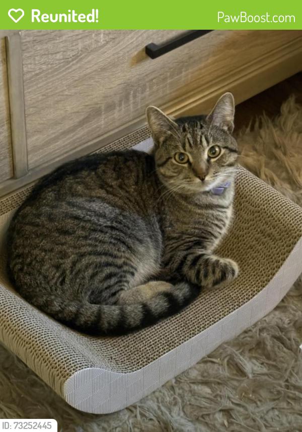 Reunited Male Cat last seen Driveway to apmts in between the properties, Santa Ana, CA 92705