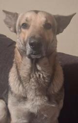 Lost Male Dog last seen Lancaster and Oakland, Fort Worth, TX 76103