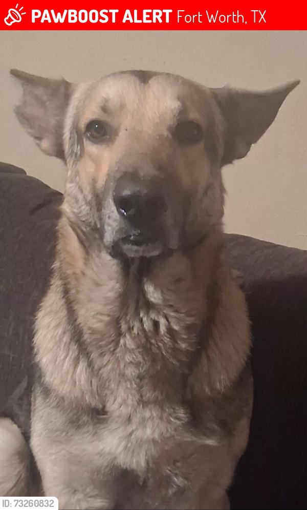 Lost Male Dog last seen Lancaster and Oakland, Fort Worth, TX 76103