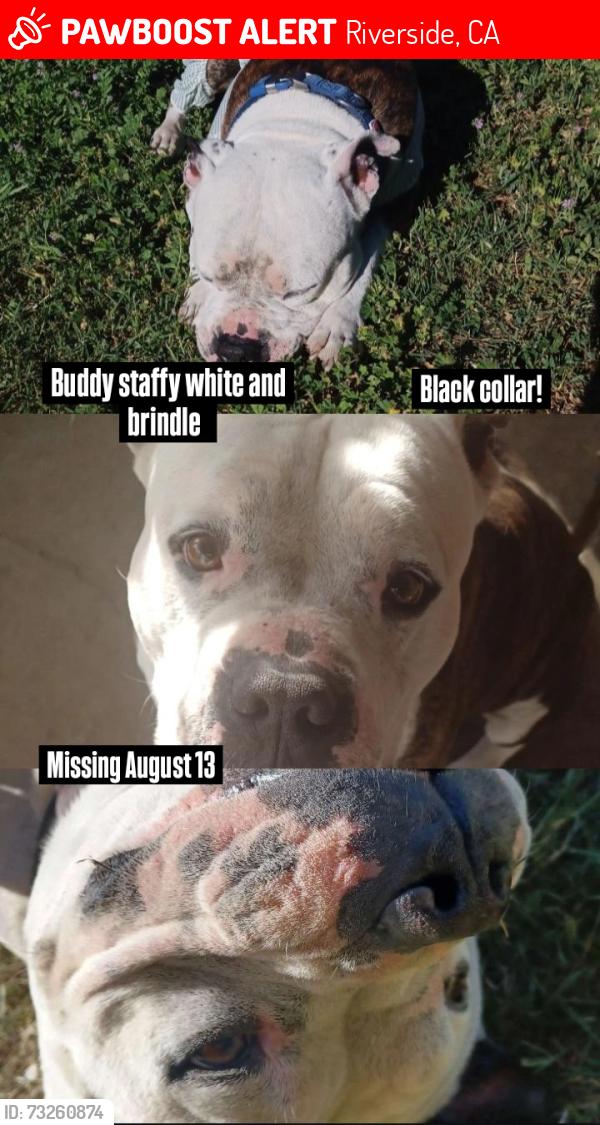 Lost Male Dog last seen Jefferson St & Don Jones Park, Riverside, CA 92504