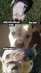 Lost Male Dog last seen Jefferson St & Don Jones Park, Riverside, CA 92504