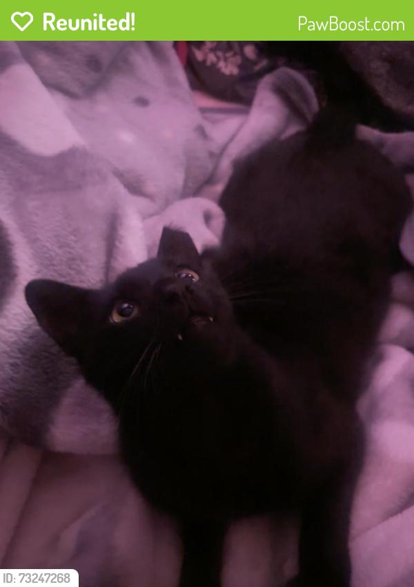 Reunited Male Cat last seen mini dr Vallejo, Vallejo, CA 94589