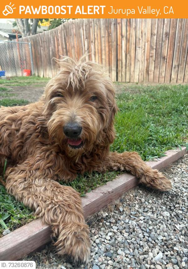 Found/Stray Female Dog last seen Goode Creek golf course 68th & Lucretia JURUPA VALLEY CA, Jurupa Valley, CA 91752