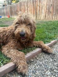 Found/Stray Female Dog last seen Goode Creek golf course 68th & Lucretia JURUPA VALLEY CA, Jurupa Valley, CA 91752