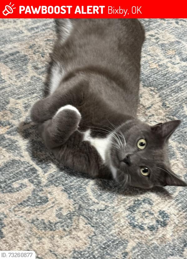 Lost Male Cat last seen 136th memorial to Mingo, Bixby, OK 74008