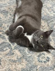 Lost Male Cat last seen 136th memorial to Mingo, Bixby, OK 74008
