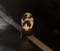 Found/Stray Unknown Cat last seen Pearl DTC apmts, Denver, CO 80237