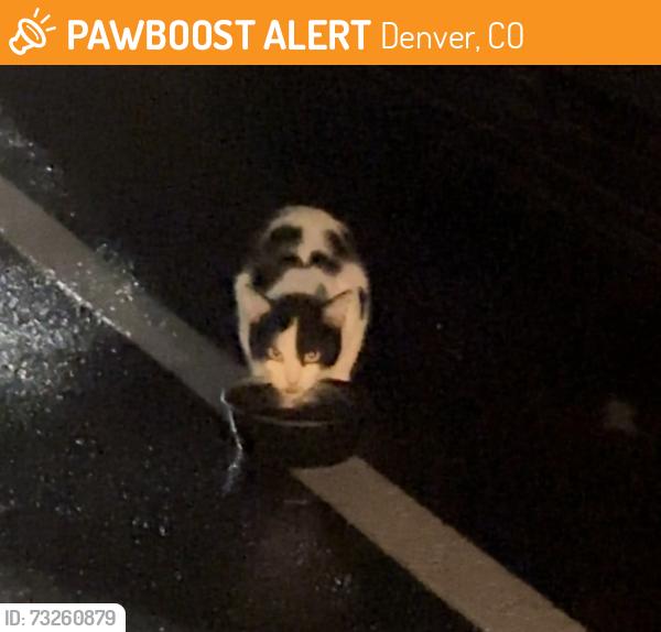 Found/Stray Unknown Cat last seen Pearl DTC apmts, Denver, CO 80237