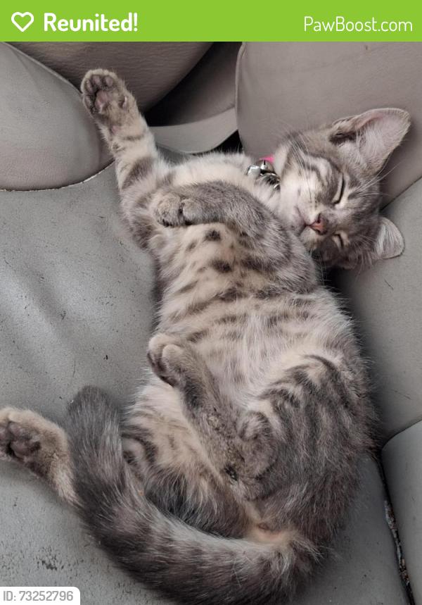 Reunited Female Cat last seen Madelia, Spokane, WA 99202