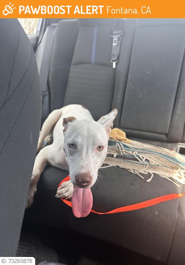 Found/Stray Male Dog last seen Casa Grande Ave, Fontana, Fontana, CA 92336