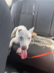 Found/Stray Male Dog last seen Casa Grande Ave, Fontana, Fontana, CA 92336