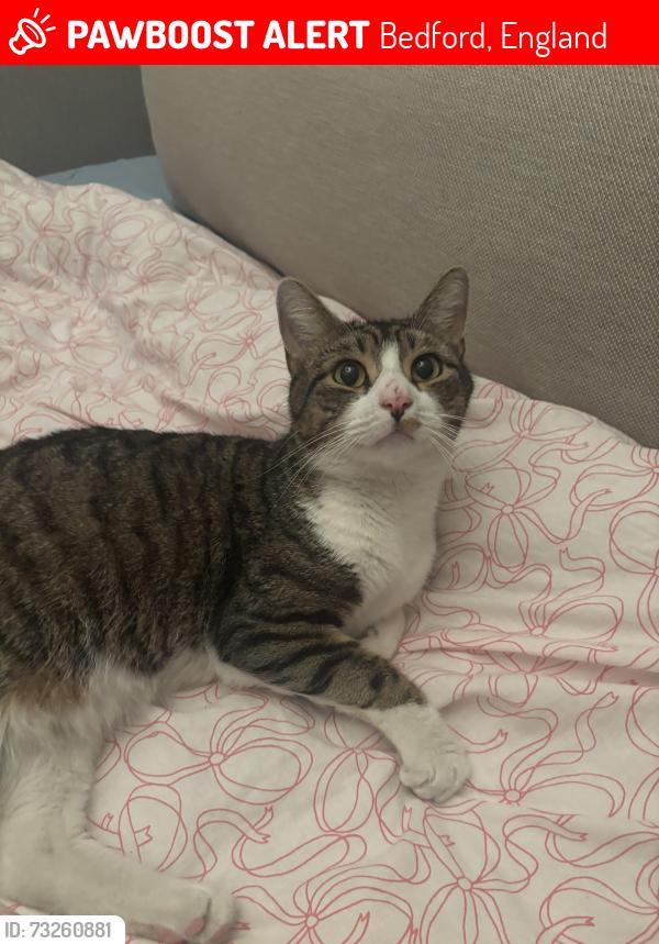Lost Male Cat last seen Chillingham Green, Bedford, England 