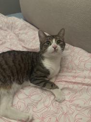 Lost Male Cat last seen Chillingham Green, Bedford, England 