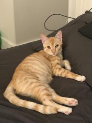 Reunited Male Cat last seen Near S kenmore avenue, Los Angeles, CA 90020