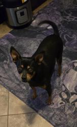 Found/Stray Male Dog last seen Corner of Gowan & Walnut, Las Vegas, NV 89115
