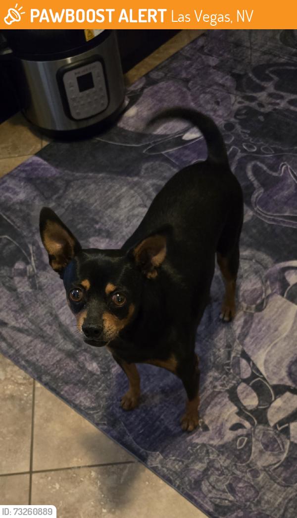 Found/Stray Male Dog last seen Corner of Gowan & Walnut, Las Vegas, NV 89115