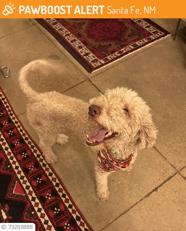 Found/Stray Male Dog last seen Zocalo, Santa Fe, NM 87506