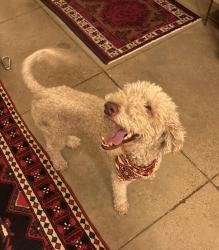 Found/Stray Male Dog last seen Zocalo, Santa Fe, NM 87506