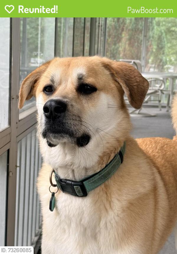 Reunited Male Dog last seen Took off towards sunrise ave through the woods, Worcester, MA 01606