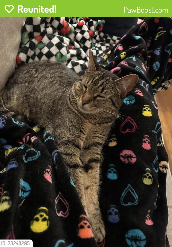 Reunited Female Cat last seen High Ridge Subdivision - Soddy Daisy/Lakesite, Soddy-Daisy, TN 37379