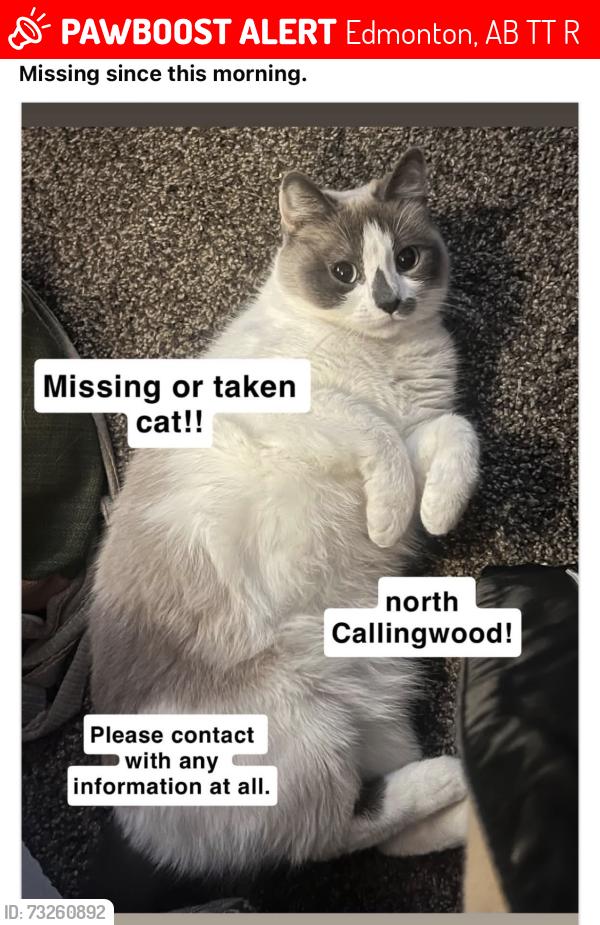 Lost Female Cat last seen Callingwood Off leash park, Edmonton, AB T5T 2R1