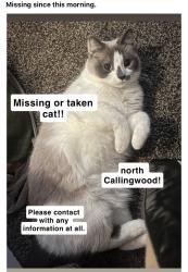 Lost Female Cat last seen Callingwood Off leash park, Edmonton, AB T5T 2R1