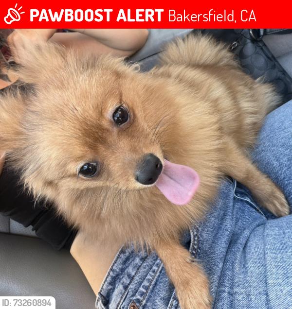 Lost Male Dog last seen E.10th st & Clyde st, Bakersfield, CA 93307