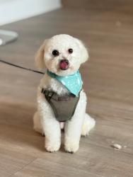 Reunited Male Dog last seen Near Beechview Ln, Katy, TX 77449, Katy, TX 77449