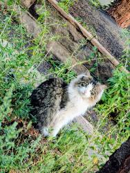 Lost Male Cat last seen 17th Street, Cheyenne, WY 82001