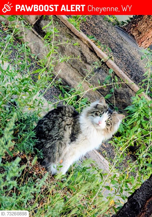 Lost Male Cat last seen 17th Street, Cheyenne, WY 82001