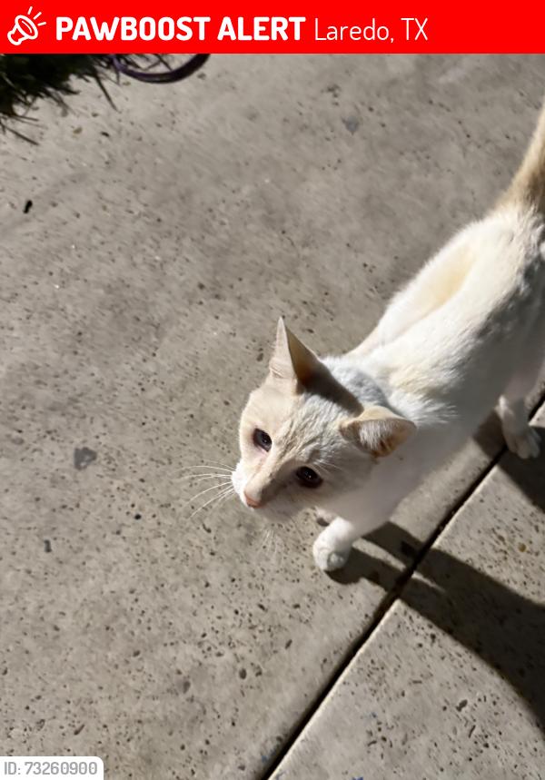 Lost Female Cat last seen Doctors hosptal emergency room area, Laredo, TX 78045