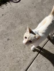 Lost Female Cat last seen Doctors hosptal emergency room area, Laredo, TX 78045
