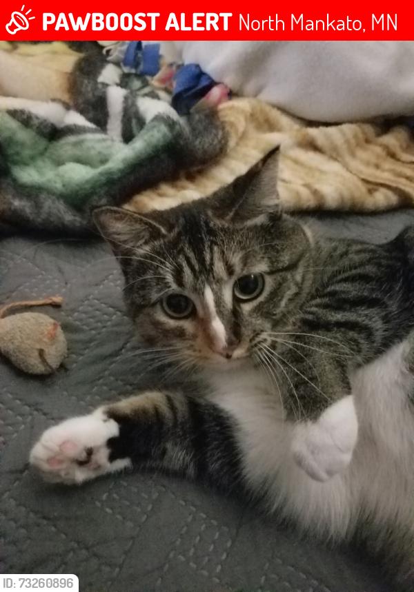 Lost Female Cat last seen Near Kingsway Drive, in Camelot Trailer Park, North Mankato, MN 56003